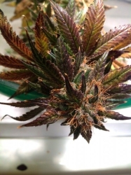 Purple Strawberry Bliss - Pheno Finder Seeds