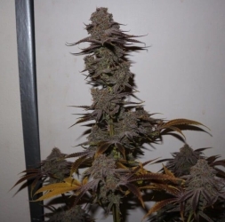 Purple Strawberry Sherbet - Pheno Finder Seeds