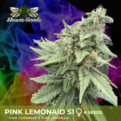 Pink Lemonade S1 - Mosca Seeds