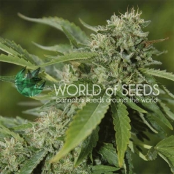 Bubba Haze Reg. - World of Seeds