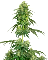 American Line Strawberry Kush - White Label Seeds