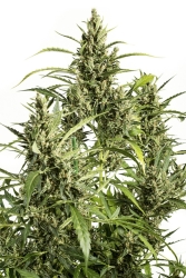 Original Amnesia Auto - Dinafem Seeds