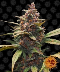 Ayahuasca Purple - Barney's Farm