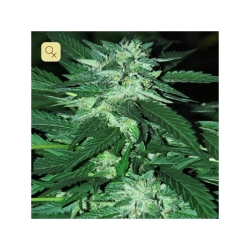 Auto CBG - Cannabiogen