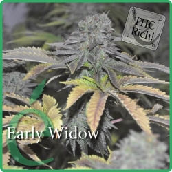 Early Widow - éLite Seeds