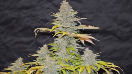 Furious Candy - Eva Seeds