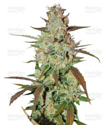 Blue Auto Mazar (Dutch Passion) Cannabis-Samen