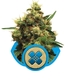 Painkiller XL - Royal Queen Seeds