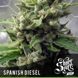 Auto Spanish Diesel - Short Stuff Seedbank