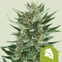 Royal Cheese Automatic - Royal Queen Seeds