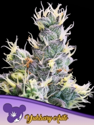 Auto Yuhbary - Anesia Seeds