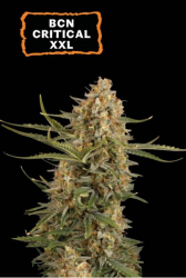 BCN Critical XXL - Seedstockers