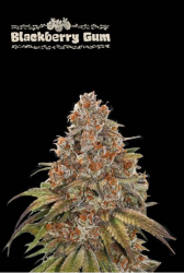 Blackberry Gum Auto - Seedstockers