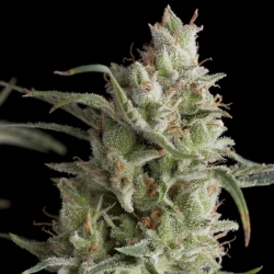 Super OG kush - Pyramid Seeds