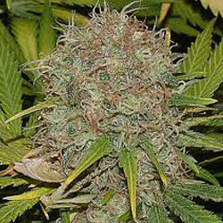 AK-48 Autoflowering - Sagarmatha Seeds