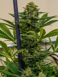 Cinderella XX - Brothers Grimm Seeds