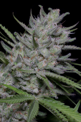 Bighead Superfast Auto - Big Head Seeds