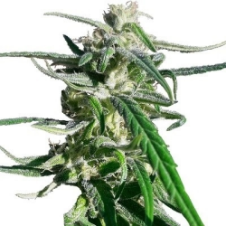 Thai A5 Haze - Ace Seeds