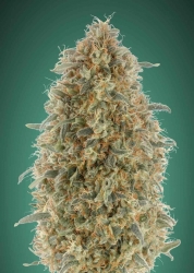 Gorilla Blue - Advanced Seeds