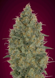 Strawberry Gum - Advanced Seeds