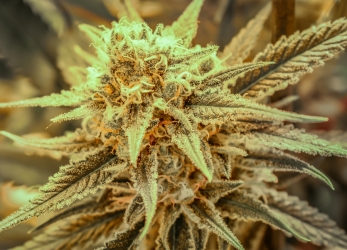 Killer Queen XX - Brothers Grimm Seeds