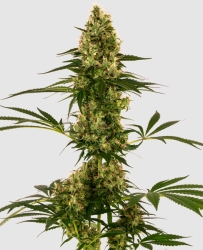 Blue Bullet Auto - Sensi Seeds