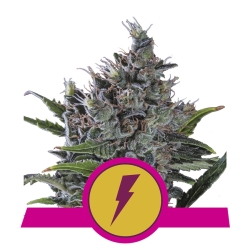 North Thunderfuck - Royal Queen Seeds