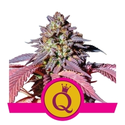 Purple Queen - Royal Queen Seeds