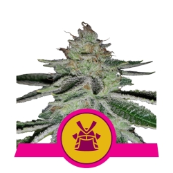 Shogun - Royal Queen Seeds