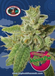 Cherry Moon Pie - Big Buddha Seeds