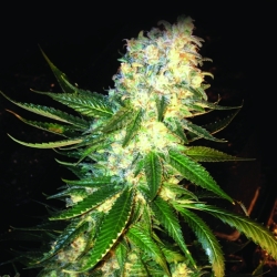 Mass Kush - The Kush Brothers Seeds