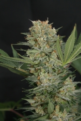 Black Alpha - Lineage Genetics