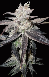 Freeze Berry Auto - Big Head Seeds