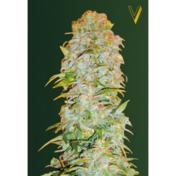 Auto Ak -77V - Victory Seeds