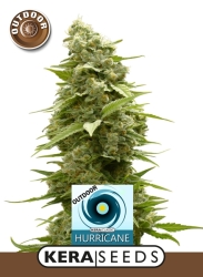 Outdoor Hurricane - Kera Seeds