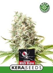 White Widow Auto - Kera Seeds