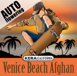 Venice Beach Afghan Auto - Kera Seeds