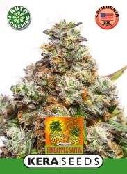 Pineapple Sativa Auto - Kera Seeds