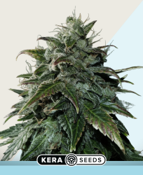 Black Beauty CBD - Kera Seeds