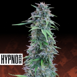 Amerikan Pie - Hypno Seeds