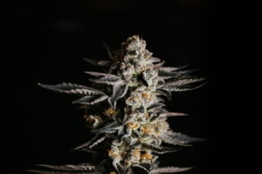 Amnesia Haze Auto - Expert Seeds