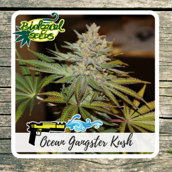 Ocean Gangster Kush (OG Kush)- Biological Seeds