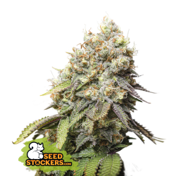 Bruce Banner - SeedStockers