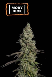 Moby Dick Auto - Seedstockers