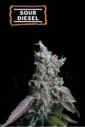 Sour Diesel Auto - Seedstockers