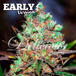 Cotton Candy Kush Early Version - Delicious Seeds