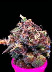 Berry Pie FAST - Atlas Seeds