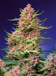 Strawberry Cola Sherbet F1 Fast Version - Sweet Seeds