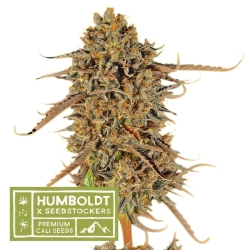 Humboldt x Seedstockers Thunder Banana Reg. - SeedStockers