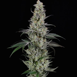 AK Reg. - Spliff Seeds